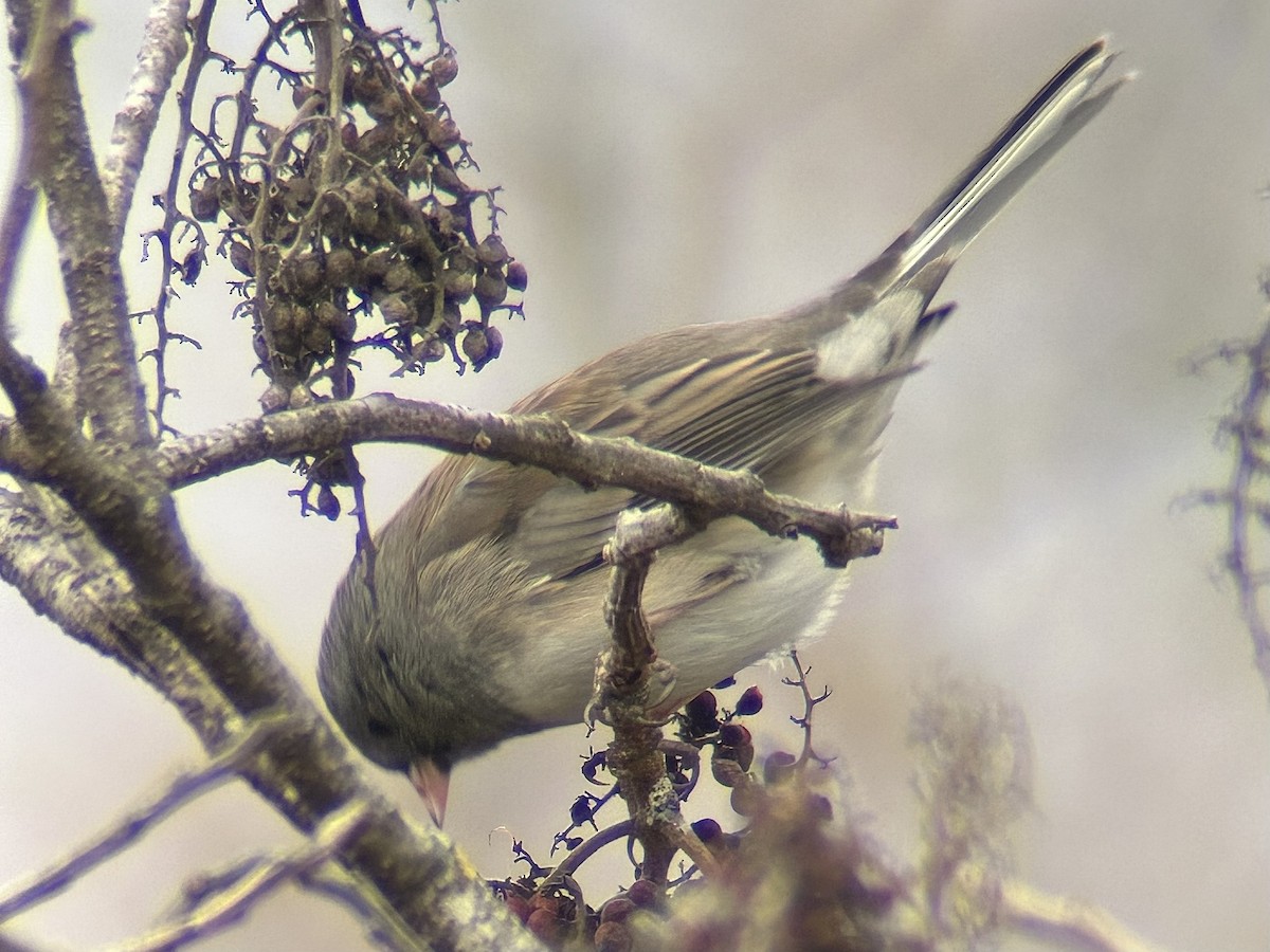 Dark-eyed Junco - ML646755181