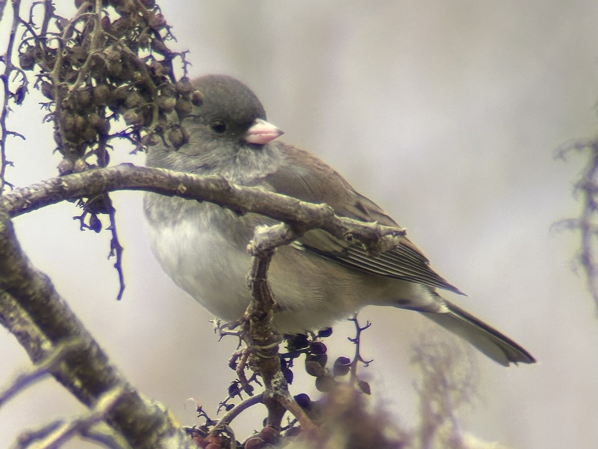 Dark-eyed Junco - ML646755182