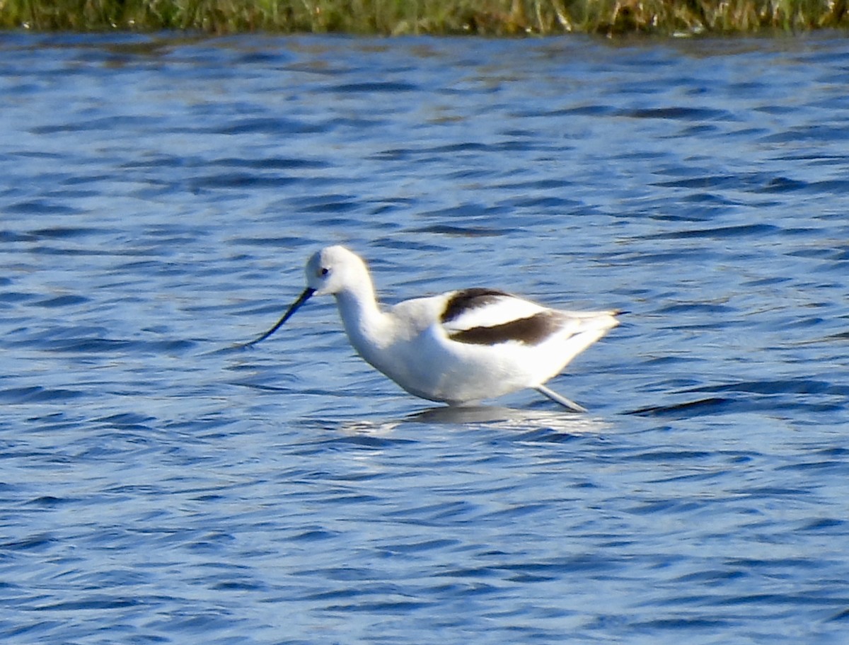 American Avocet - ML646755184