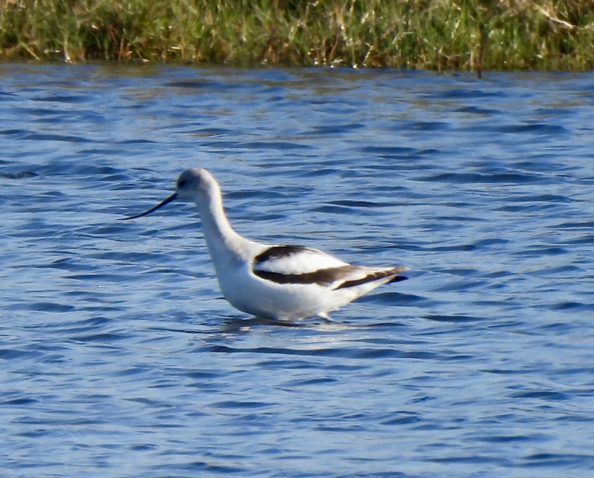 American Avocet - ML646755185