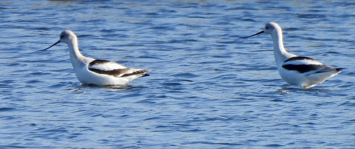 American Avocet - ML646755186