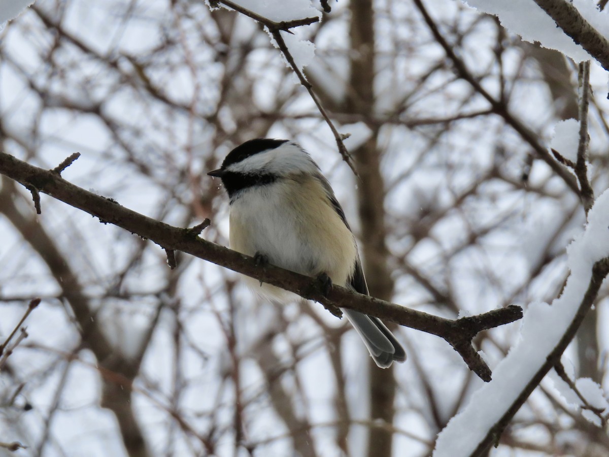 Гаїчка світлокрила - ML646755187