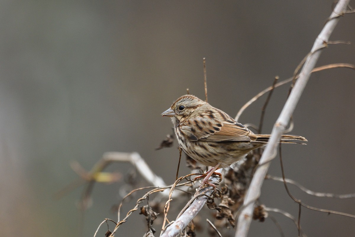 Song Sparrow - ML646755188