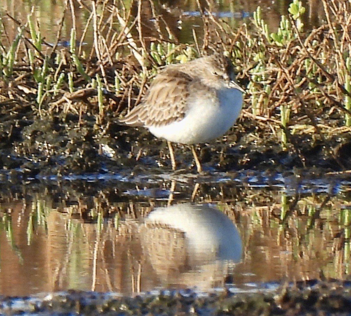Least Sandpiper - ML646755189
