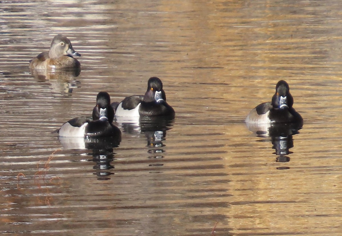 Ring-necked Duck - ML646755190