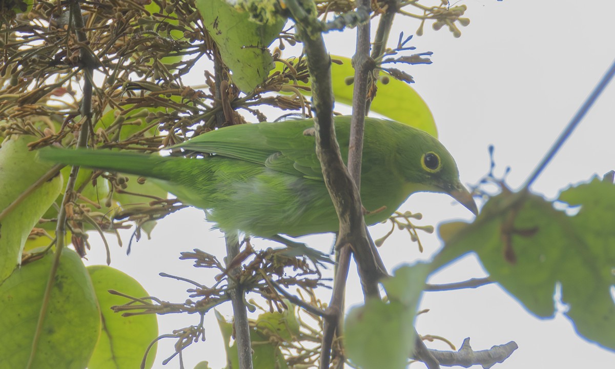 Greater Green Leafbird - ML646755191