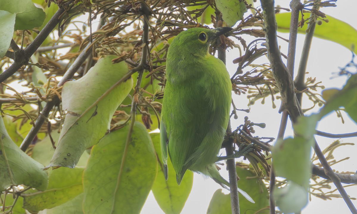 Greater Green Leafbird - ML646755192