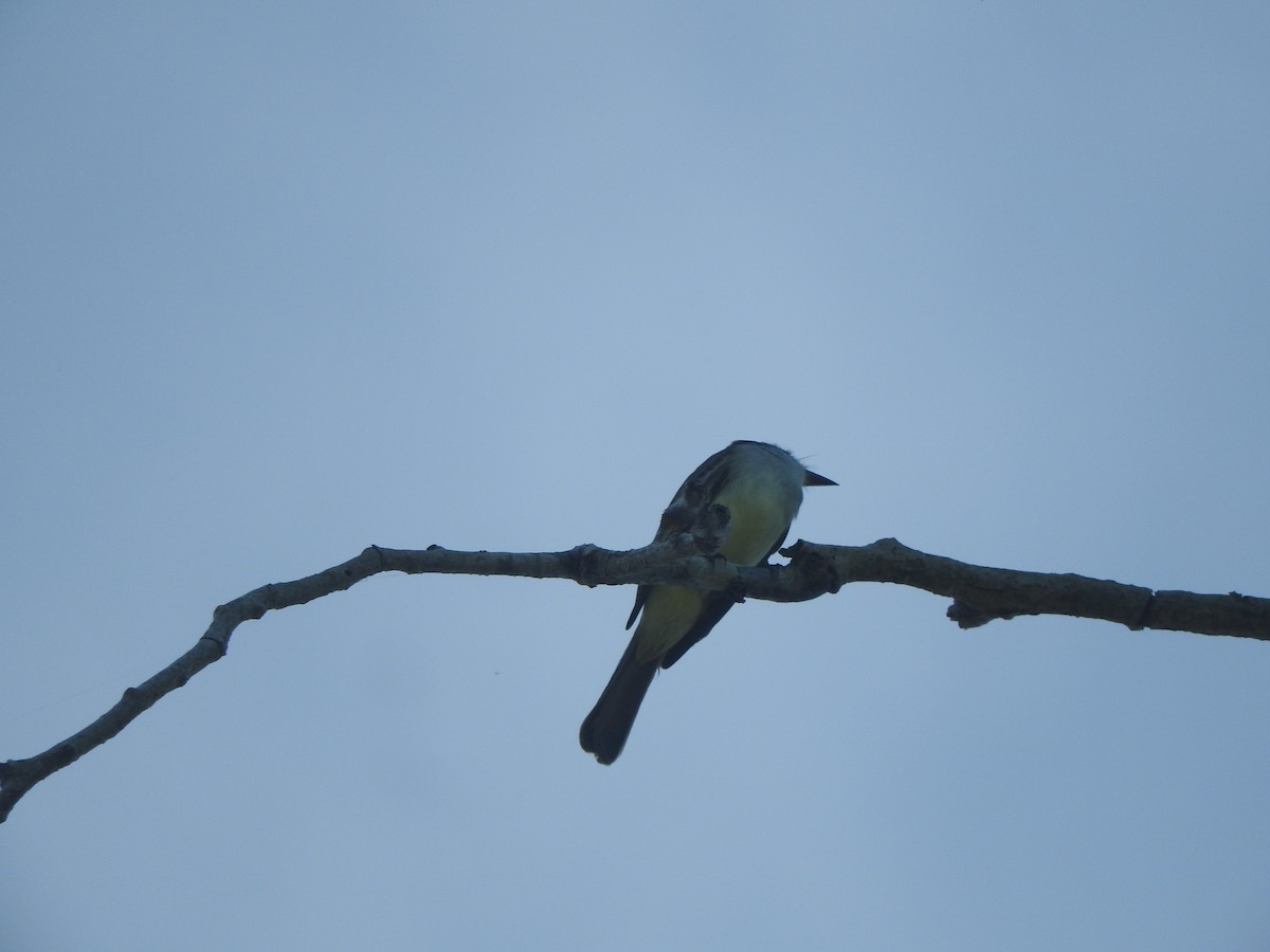 シロハラオオヒタキモドキ - ML646755193