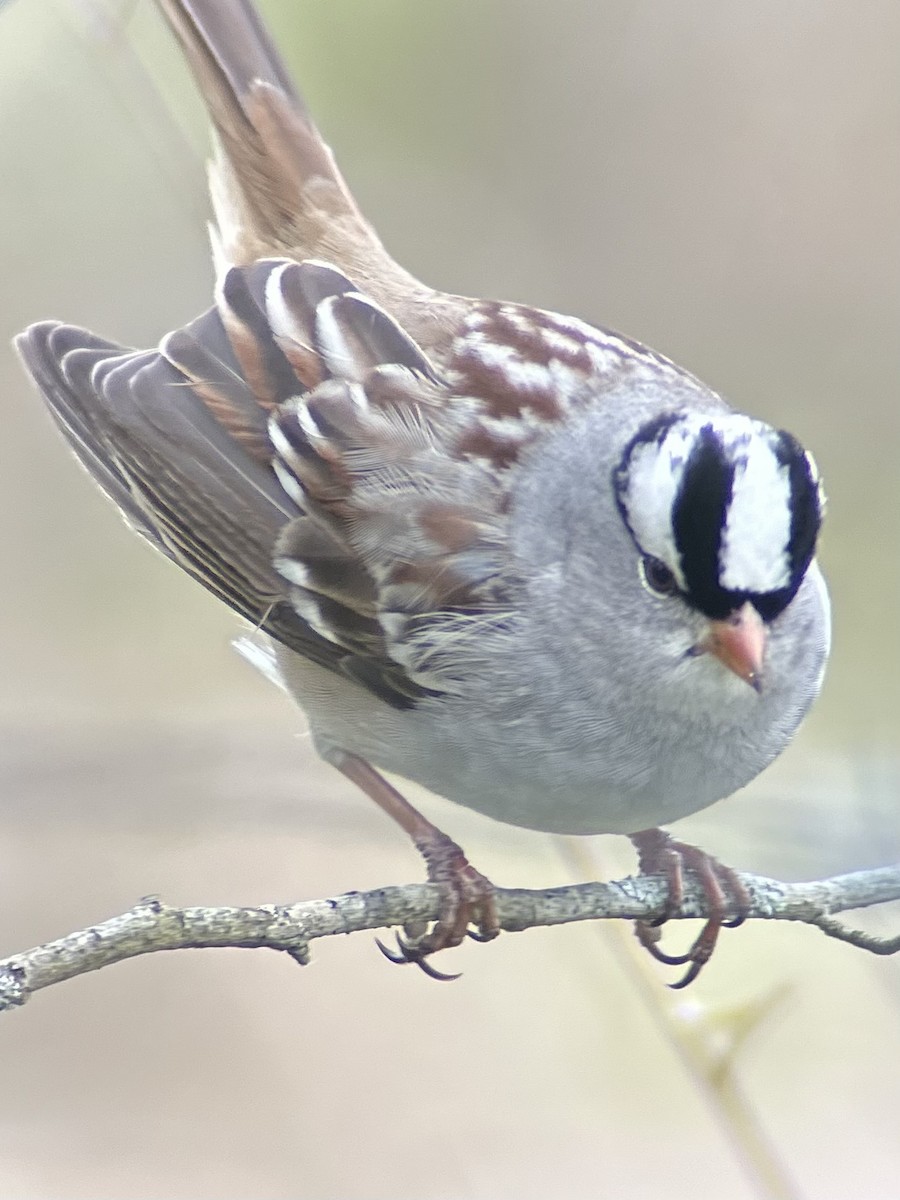 White-crowned Sparrow - ML646755194