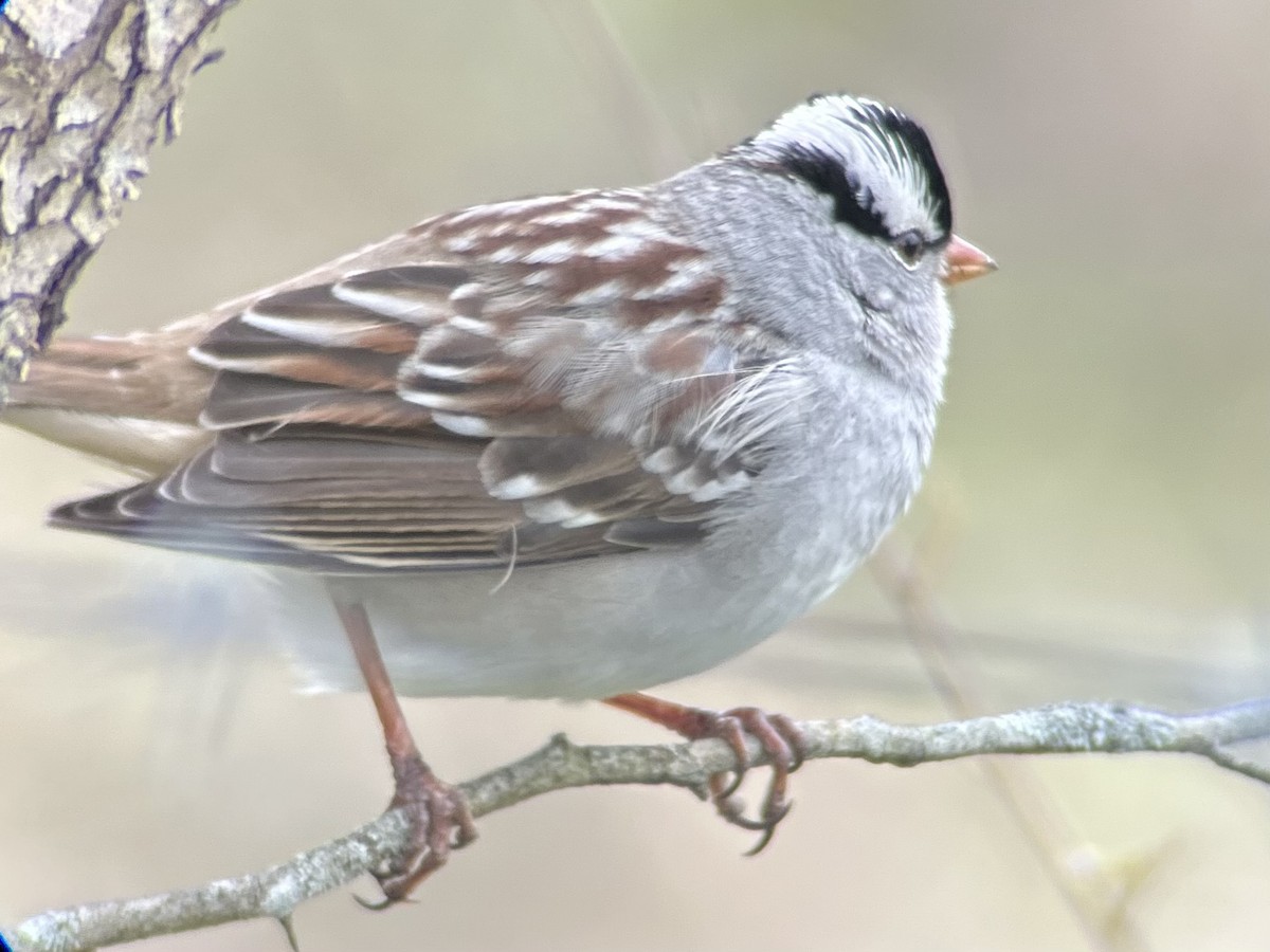 White-crowned Sparrow - ML646755195