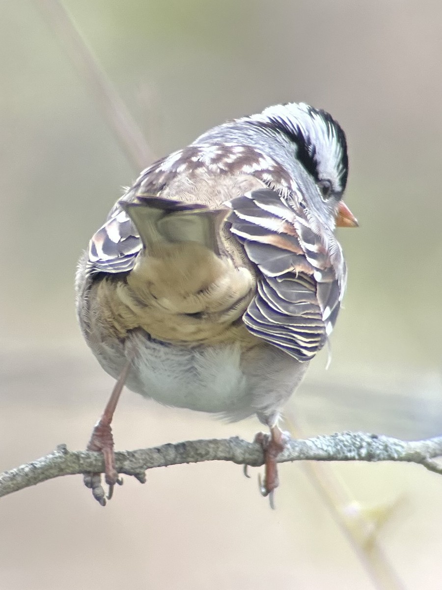 White-crowned Sparrow - ML646755196