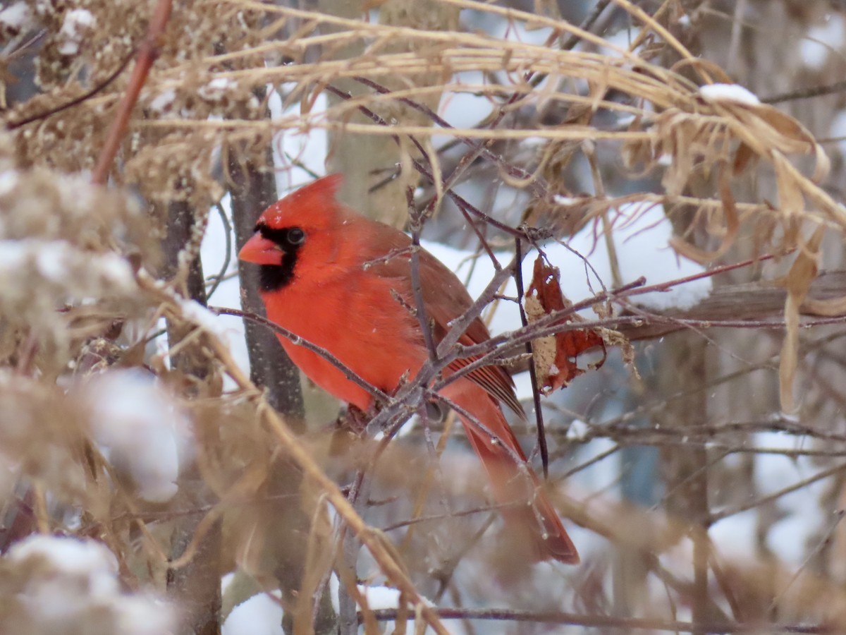 Northern Cardinal - ML646755197