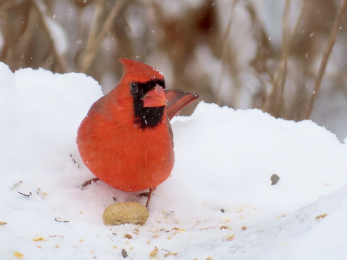 Northern Cardinal - ML646755198