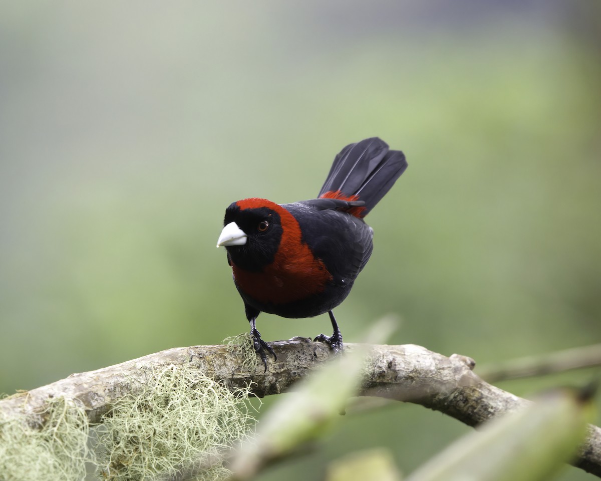 rødkragetanagar - ML646755199