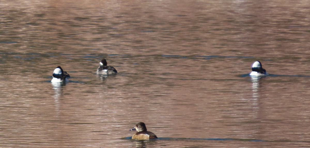 Bufflehead - ML646755200