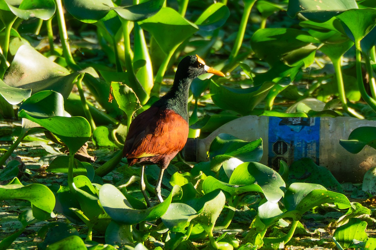 Якана жовтолоба - ML646755201