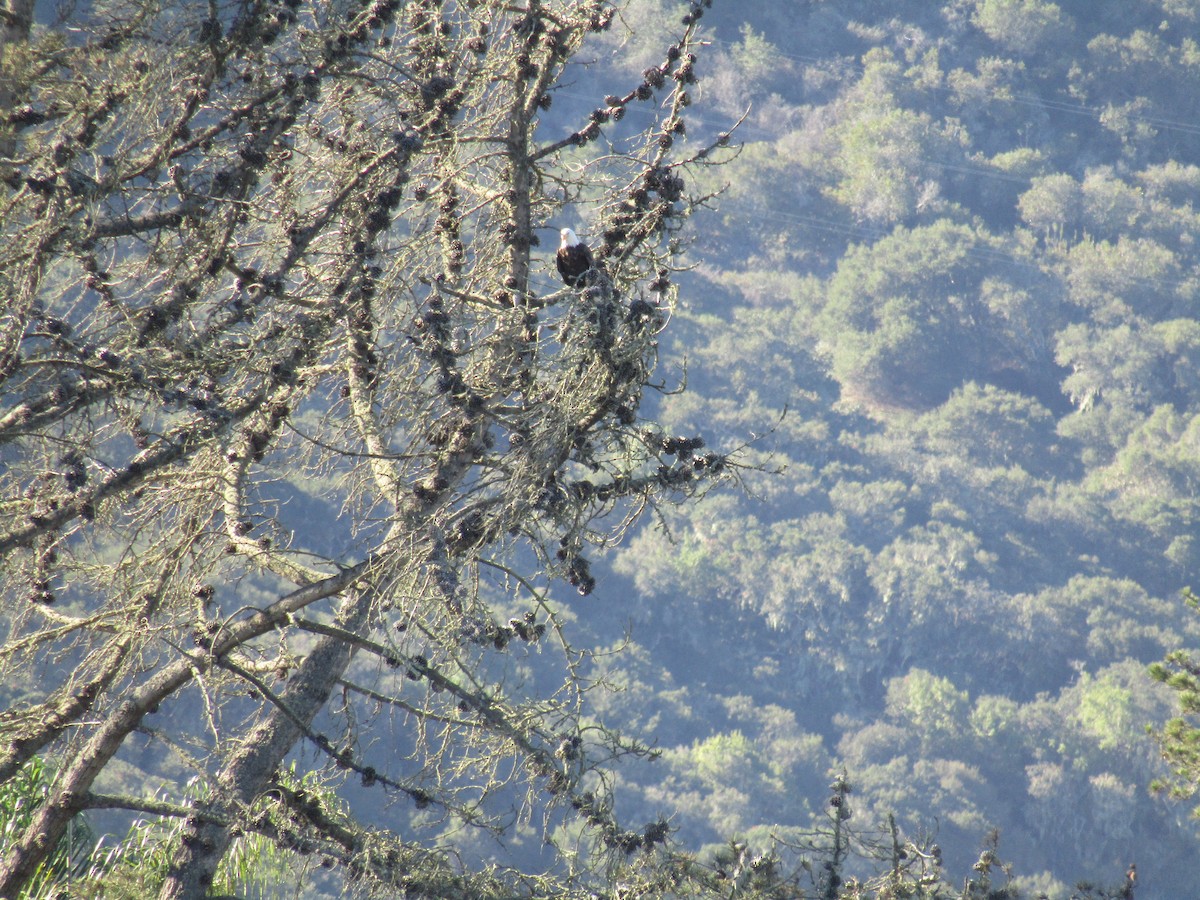 ハクトウワシ - ML646755204