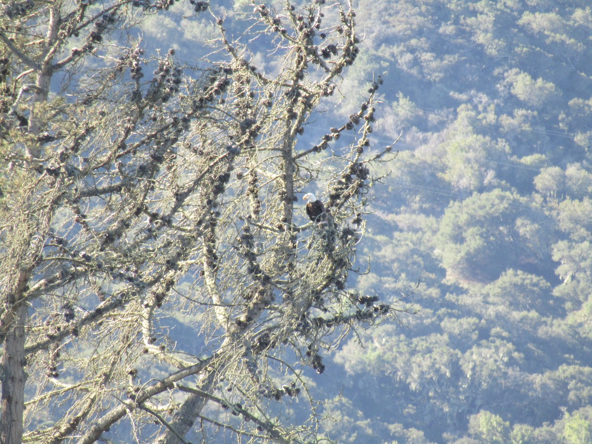 ハクトウワシ - ML646755205