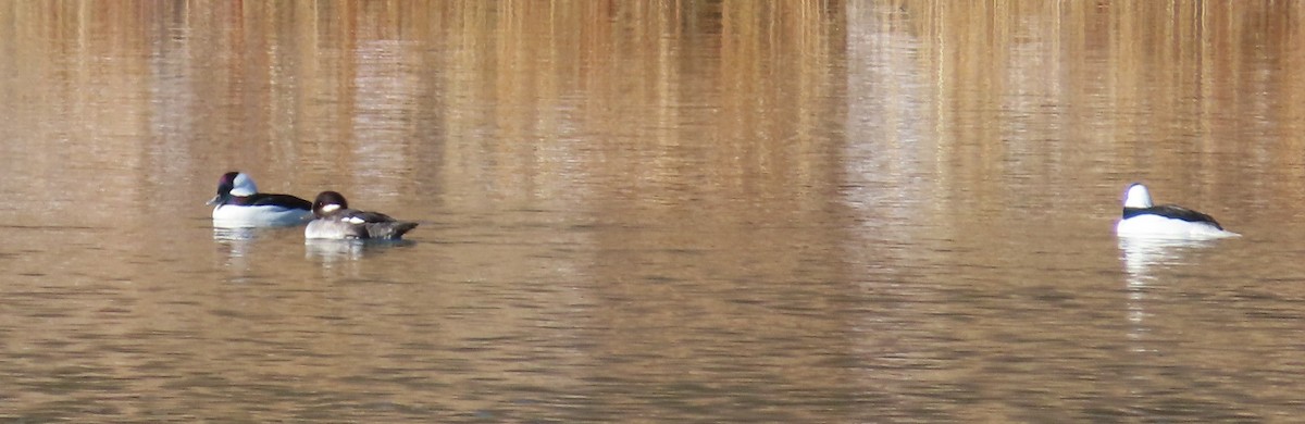 Bufflehead - ML646755210