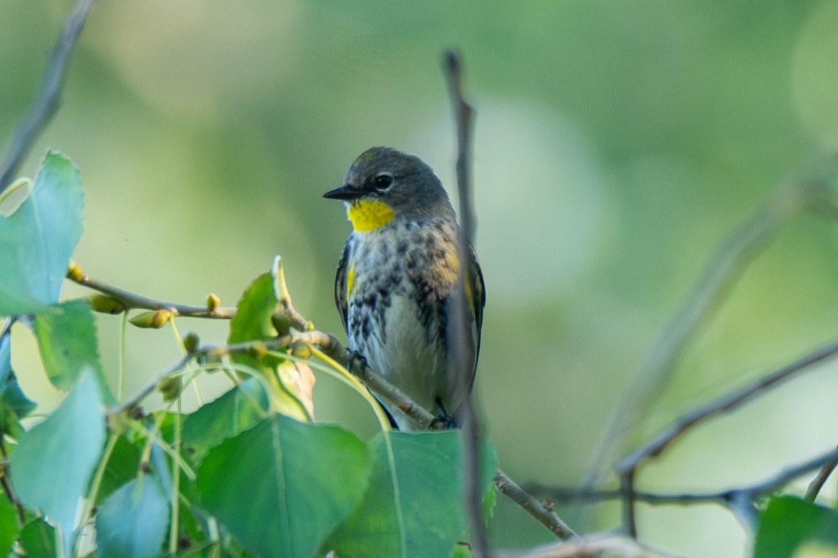 Пісняр-лісовик жовтогузий - ML646755211