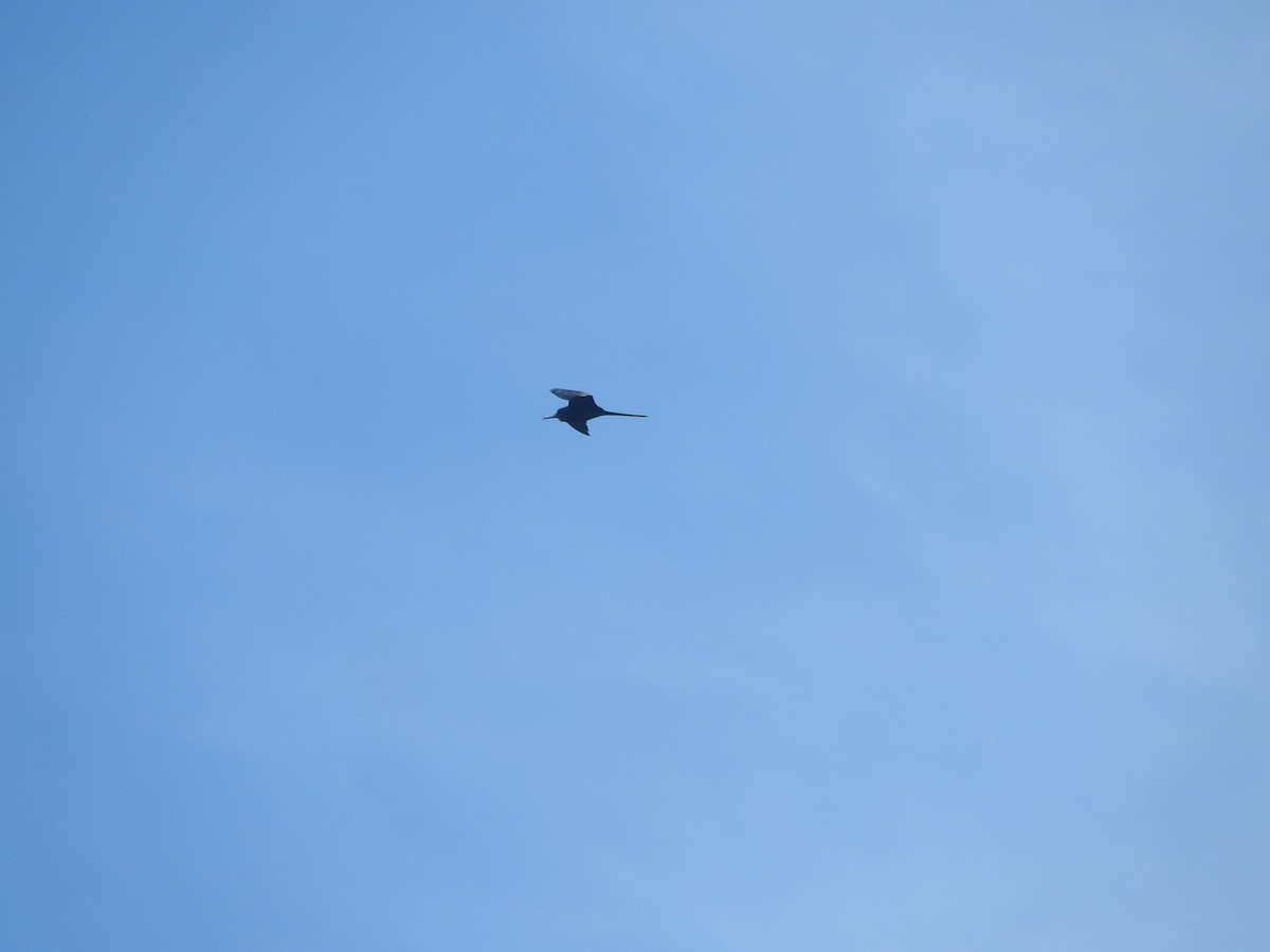 アメリカグンカンドリ - ML646755212