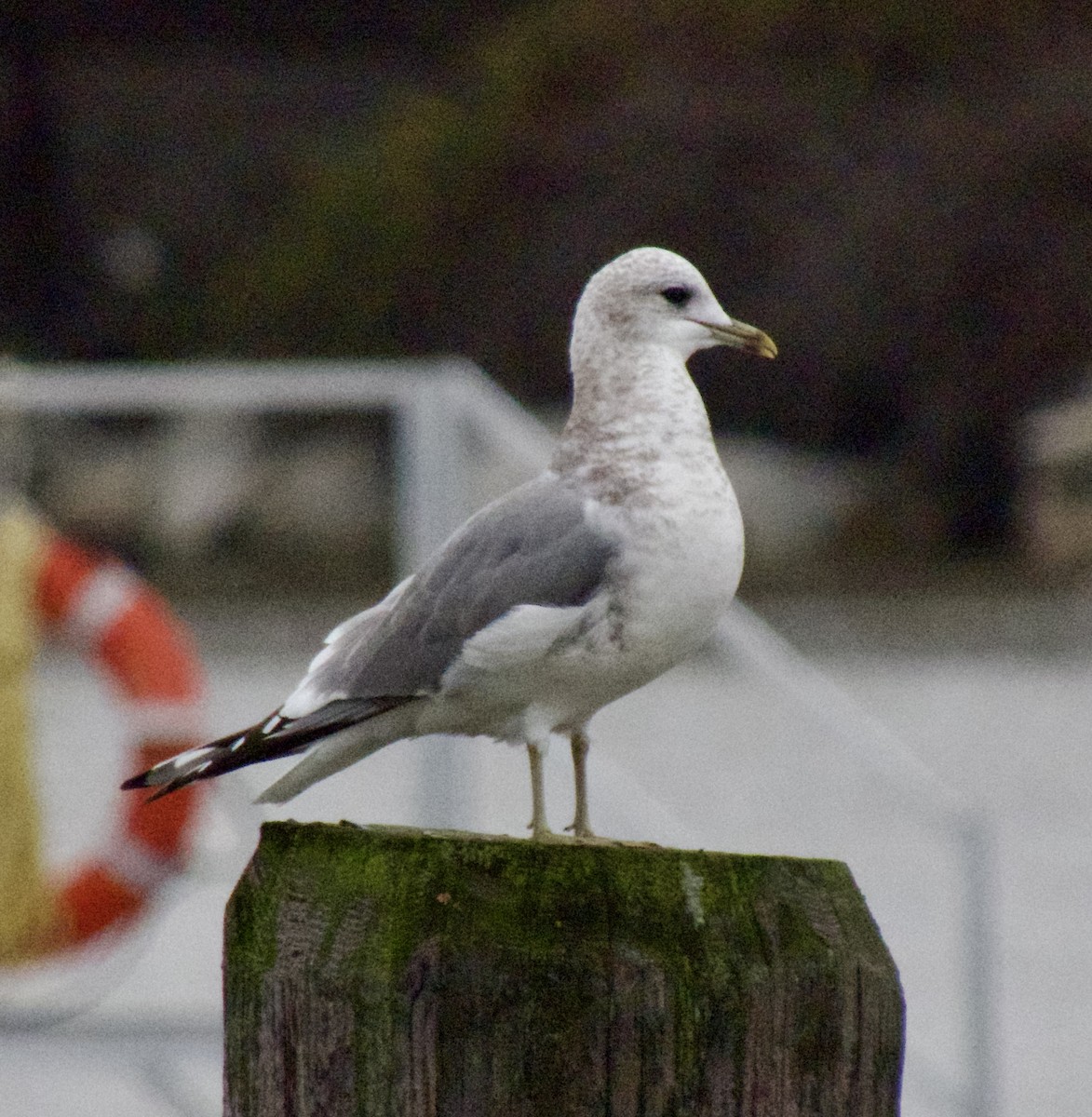 Gaviota de Alaska - ML646755213