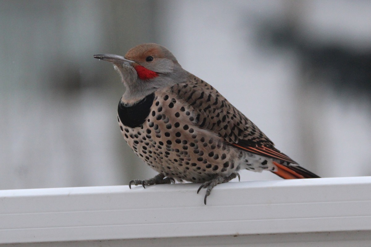 Northern Flicker (Red-shafted) - ML646755218