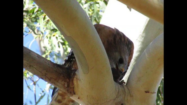 Red-shouldered Hawk - ML646755219