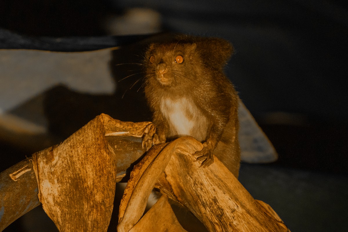 Siberutgleithörnchen - ML646755220