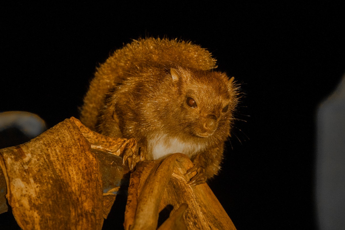 Siberutgleithörnchen - ML646755221