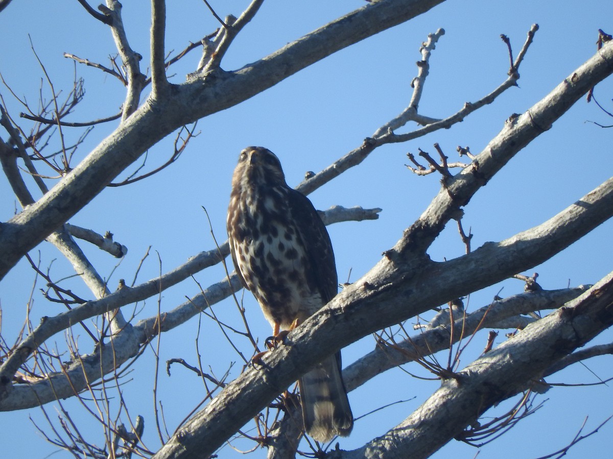 Gray Hawk - ML646755223