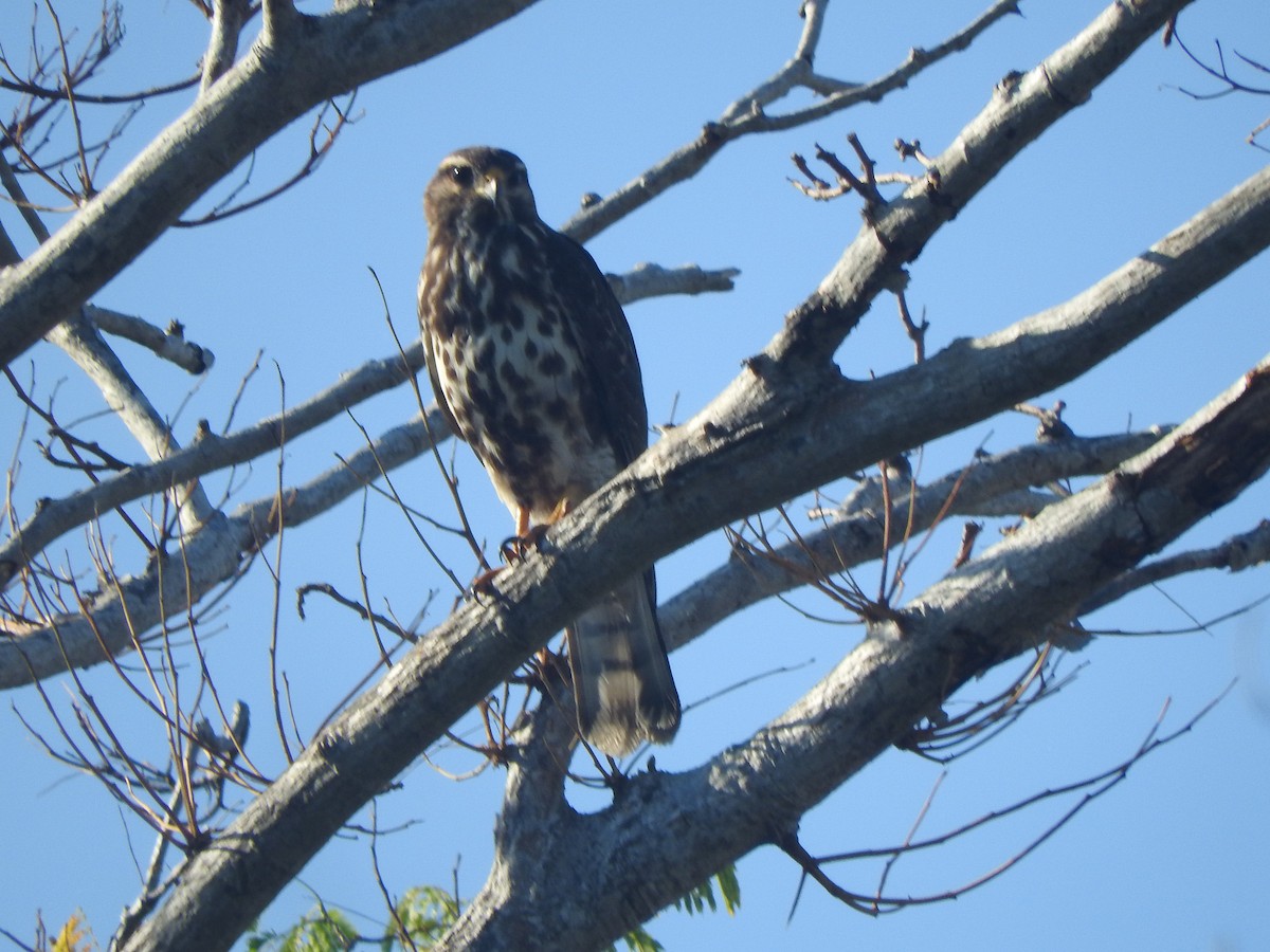 ミナミハイイロノスリ - ML646755224