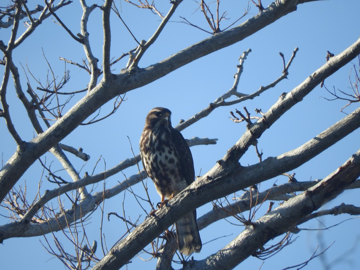 Gray Hawk - ML646755225