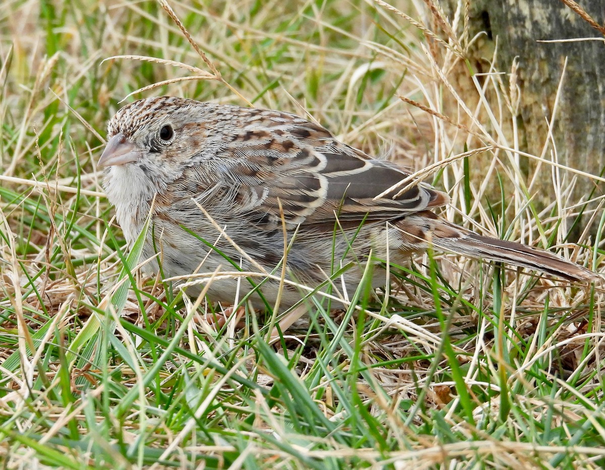Chingolo de Cassin - ML646755226