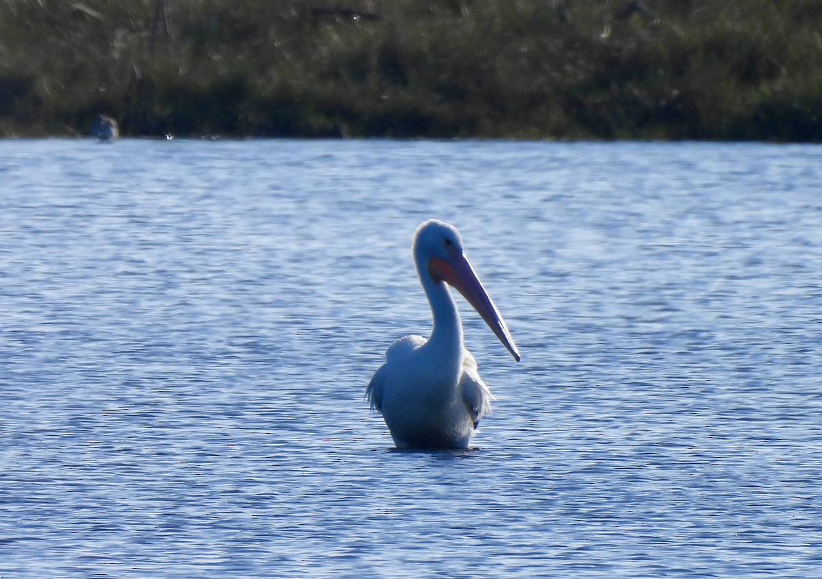 American White Pelican - ML646755228