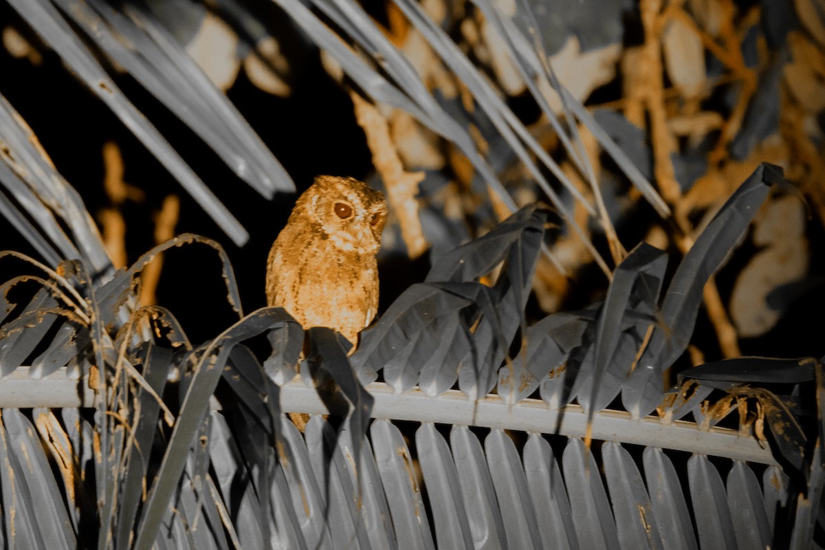 Mentawi-Zwergohreule - ML646755231