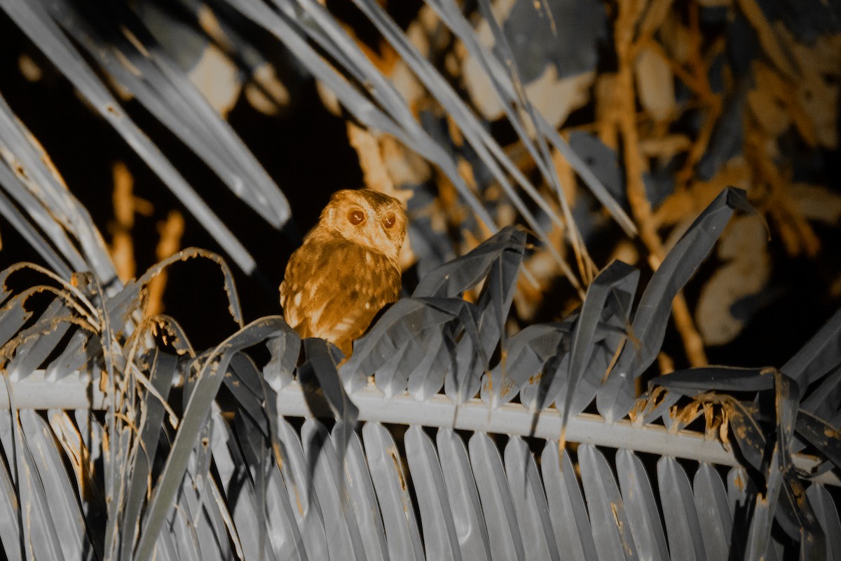 Mentawi-Zwergohreule - ML646755232