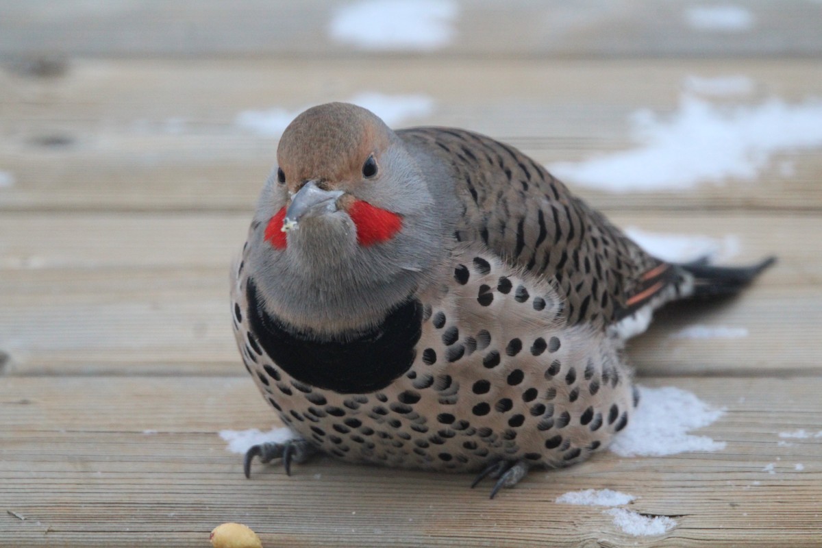 Northern Flicker (Red-shafted) - ML646755233
