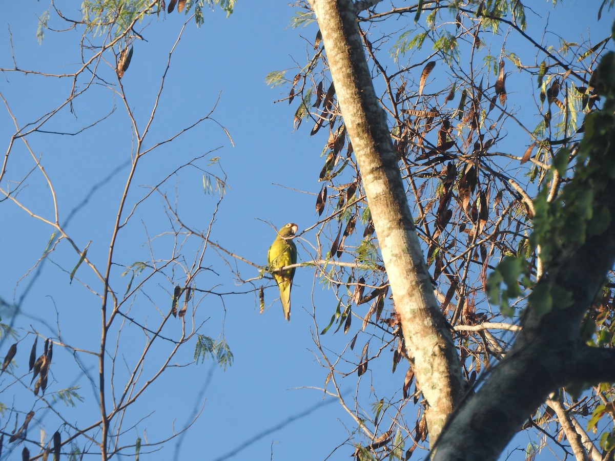 Orange-fronted Parakeet - ML646755236