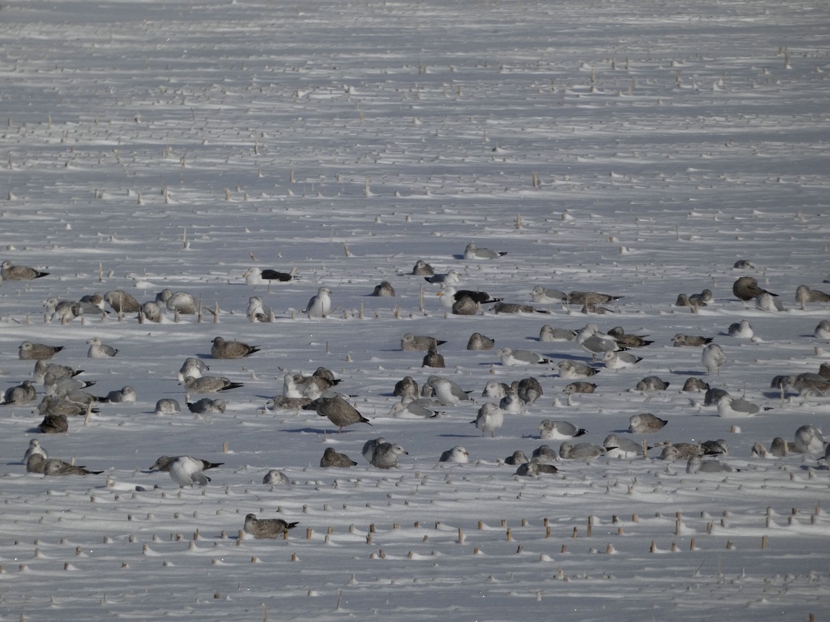 שחף שחור - ML646755239