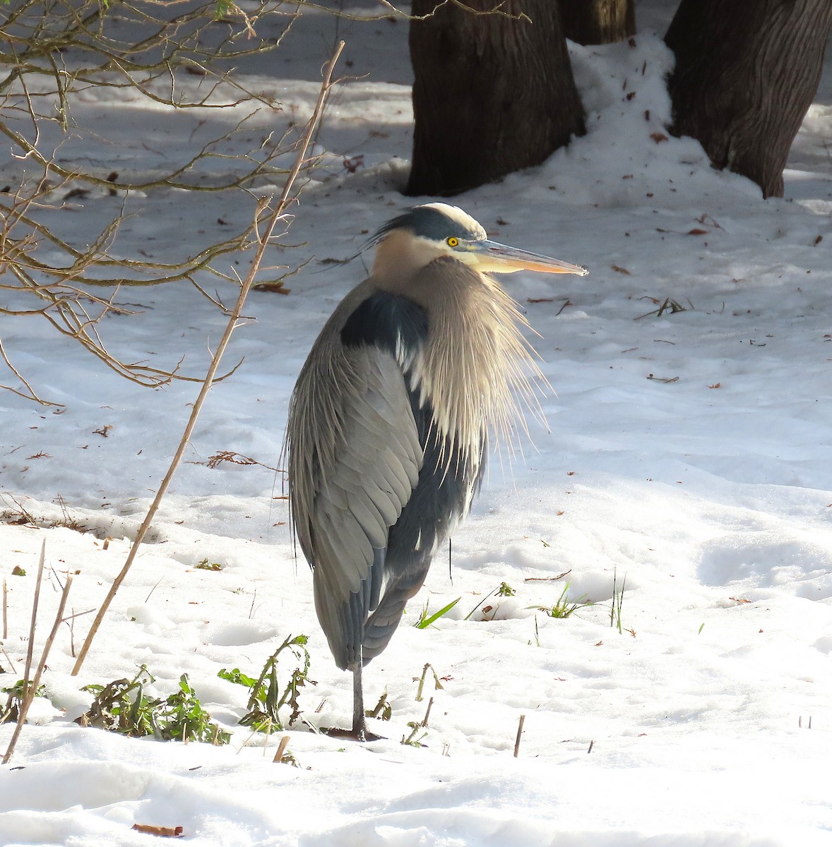 Koartza hauskara amerikarra - ML646755240