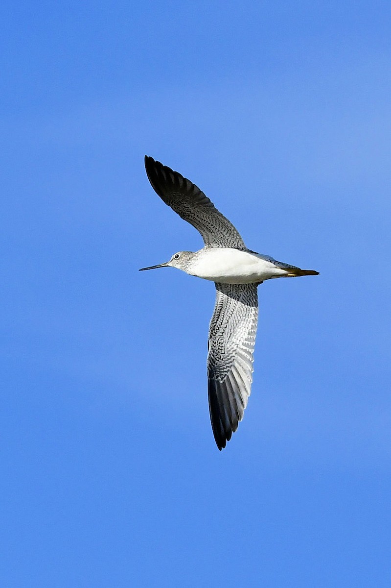 Greater Yellowlegs - ML646755243