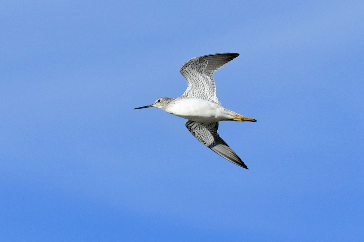 Greater Yellowlegs - ML646755244
