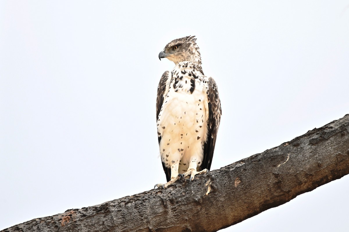 Martial Eagle - ML646755245