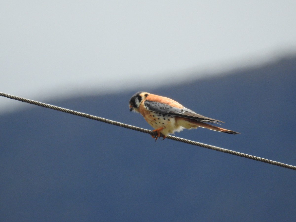 Belatz amerikarra - ML646755246