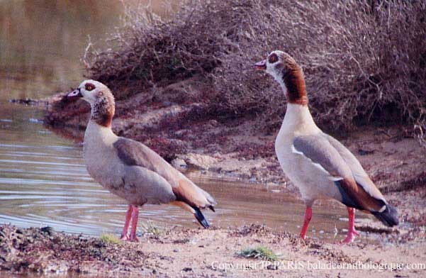Antzara egiptoarra - ML646755248