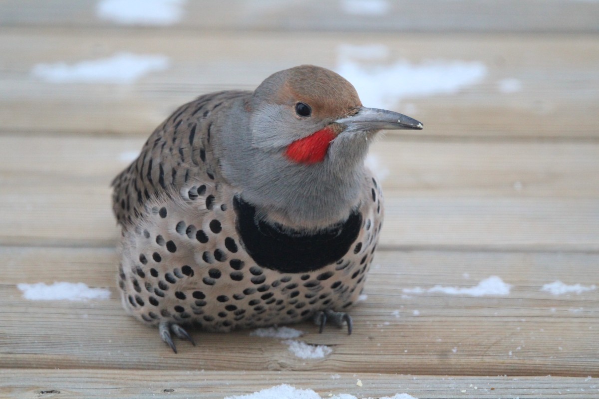 Northern Flicker (Red-shafted) - ML646755249