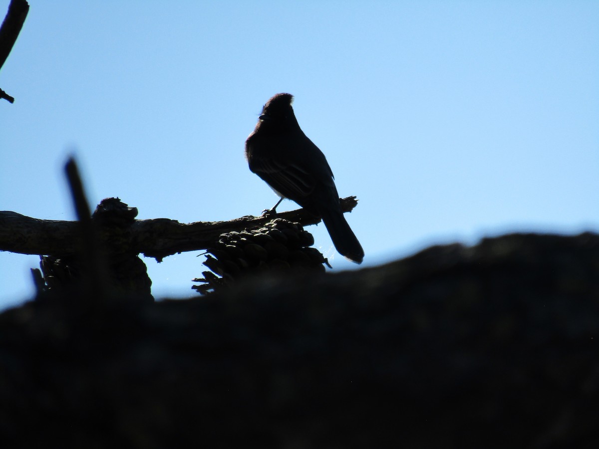 クロツキヒメハエトリ - ML646755250