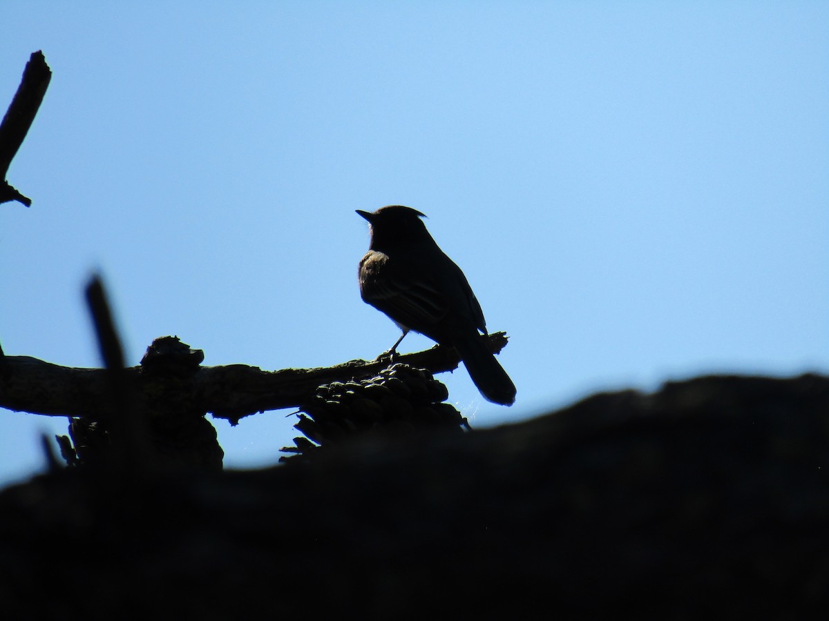 クロツキヒメハエトリ - ML646755251