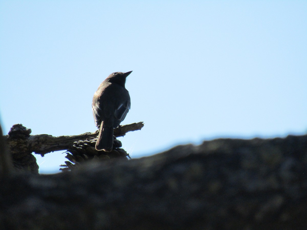 クロツキヒメハエトリ - ML646755252